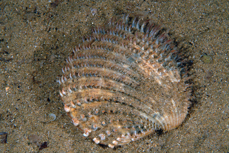 Acanthocardia aculeata